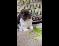 Fluffy rabbit chews the food so fast