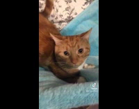 Cat jumps at camera and falls back 