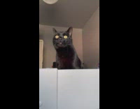 Pet cat hits the camera under the top deck bed