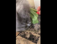 Grey cat eats lettuce for first time 