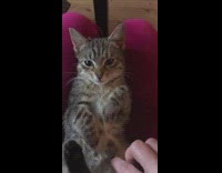Girl sings to grey brown kitten cat 