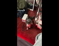 Grey kitten catches blue toy with both paws 