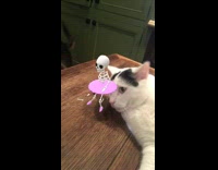 Music a skeleton snap chat emoji is dancing near a white cat