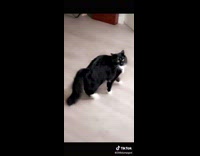 Lady Checks Bread as Cat Walks Away