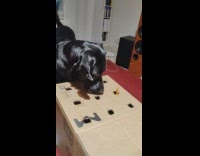 Dog Plays Whack-a-Carrot on a Makeshift Box