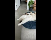 Collab PLC - Asleep Furry White Cats on One Pet Bed