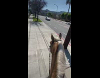 Woman on horse says gas prices are crazy 