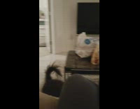 Pet dog cries and howls with the filmer inside the house