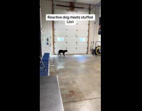 Collab BitchMP - Dog training with stuffed lion 