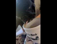 Collab PLC - Pug licks puppuccino in mug on table