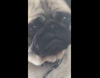 Dog stares at owner with judgmental face