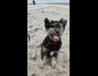 Pet Puppy Enjoys Strong Wind at Beach