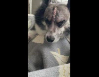 Dog head with stitches brain tumor removed
