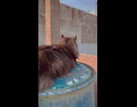 Cat sitting on canister on rooftop