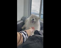 White fluffy dog barks for I love you