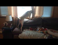 Dog crying hearing mom pull up on driveway 