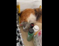 Cat reach and touch coin inside glass