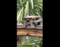 Bird sitting at the miniature picnic table 