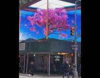 Bicyclist runs into pedestrian Japanese cherry blossom