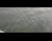 Dolphins swim near space center Part 1 