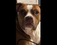 Guy tells that dog cant have his food