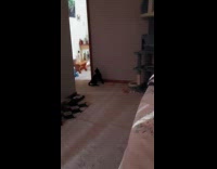 Cat chase red laser dot on wall