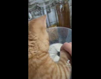 Kitten helps make own little bread