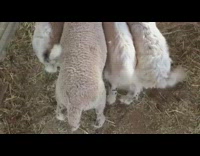 white lamb and goats drinking milk and shaking tails