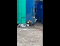 Collab VIBES - Beaver Holds in Hand and Eats Donut 