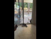 Collab Clips mpugc - Rooster crowing on tip toes