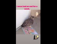 Woman found owl sit on owl placemat