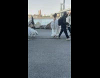 White dog walks follow woman wear white outfit at park 