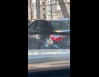 Pigeon sit on top of moving car