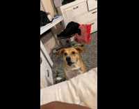 Person sings then dog howls along