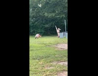 Bikini girl headstand bent leg grass park 