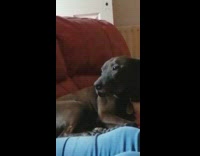 Pet dog whines for another pat on it