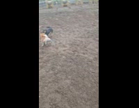 Dogs chasing each other