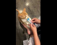 Orange kitten eats liquid blue tube treat