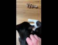 Cat biting dogs hind leg