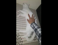 Man massage belly of white cat on bed