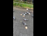 Pigeons eating slices of bread on sidewalk