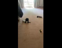 Black dog jumps away from white cat when owner comes 