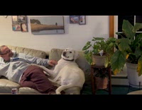 Dog scratched and also scratched itself on couch