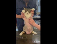 Cat gets stomach shaved to keep cool 