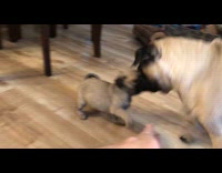 Puppy and dog meeting for the first time 
