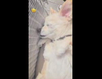 Dog has no plans for the weekend 