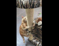 Brown cat climbs scratching post tiger print 