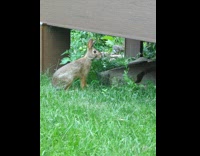 Two rabbit eats grass together at backyard