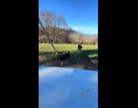 Dad builds own venue for daughter wedding