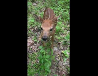 Brown deer runs up to guy and freezes